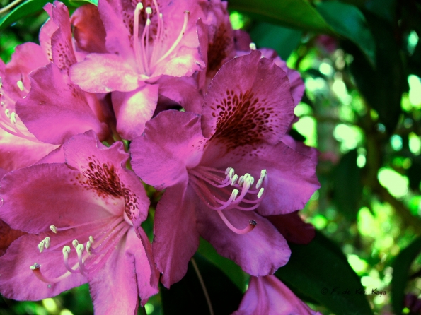 Bois des Moutiers (87) Juin 2012